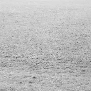 Meadow background Stock Photos