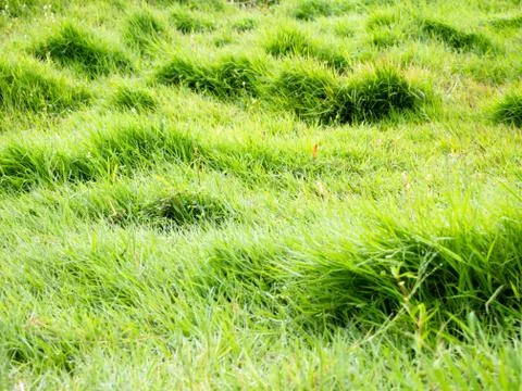 Meadow background Stockfoto's