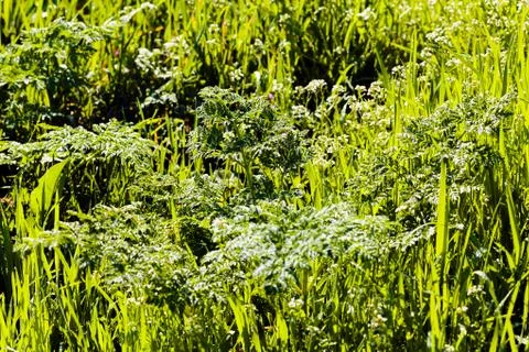 Meadow background Stock Photos