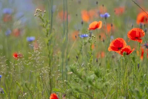 Meadow Background In Progress Stock Photos