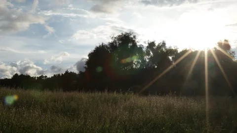 Meadow in backlight and flair Stock Footage