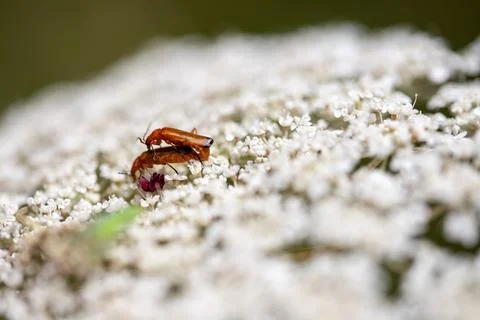Meadow bear claw with two insects during mating Stock Photos