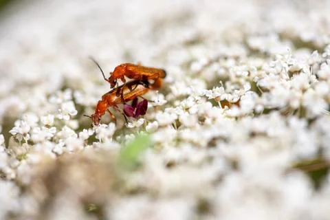 Meadow bear claw with two insects during mating Stock Photos
