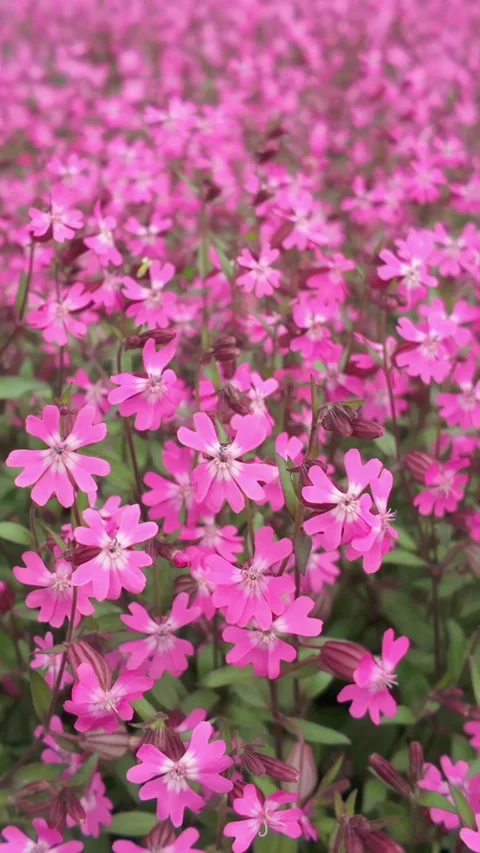 Meadow with beautiful wildflowers of Red Champion or Catchfly flowers swaying in Stock Footage 311230053