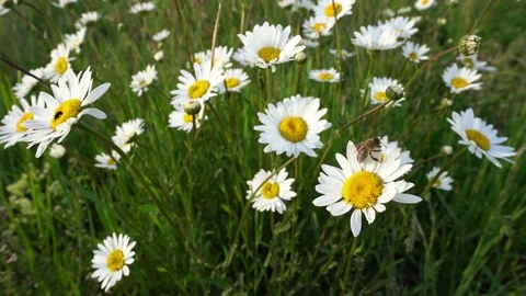 Meadow bee Stock Footage 132296016