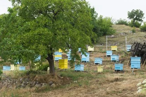 Meadow with bee hives Stock Photos