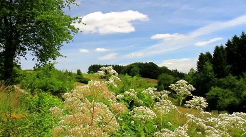 Meadow on the Belgian countryside Stock Footage 52516112