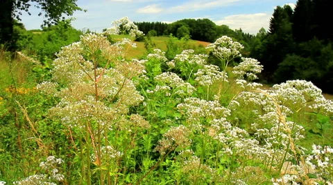 Meadow on the Belgian countryside Stock Footage 52517145