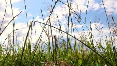 A meadow from below video Stock Footage 255621724