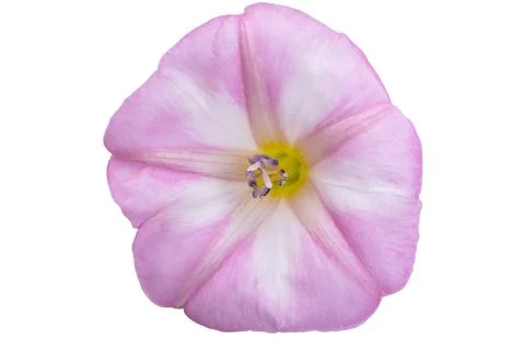 Meadow bindweed isolated Stock Photos