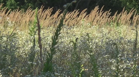 Meadow, bird, daisies 스톡 동영상 52366056