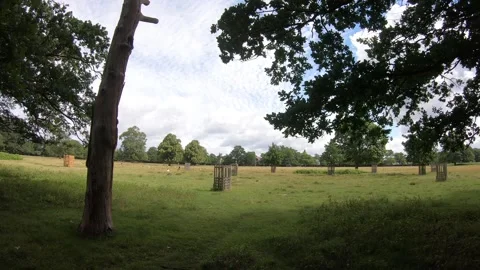 Meadow with bird sounds Video stock 133649395