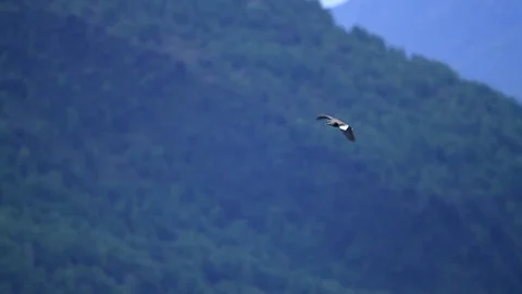 Meadow birds Video stock 77048923