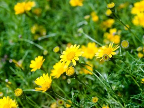 Meadow bloom Stockfoto's