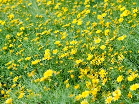 Meadow bloom Stock Photos