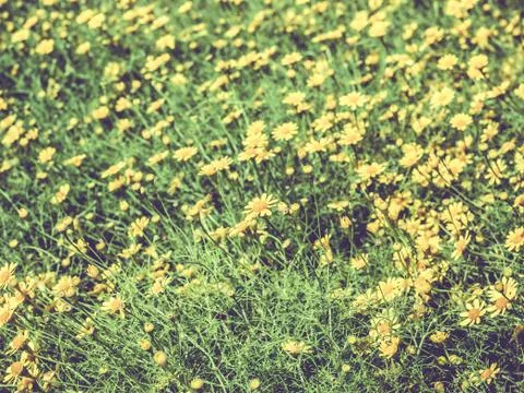 Meadow bloom Stock Photos