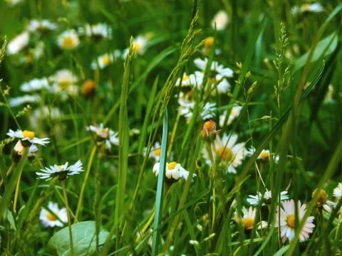 Meadow in bloom. Stock Photos