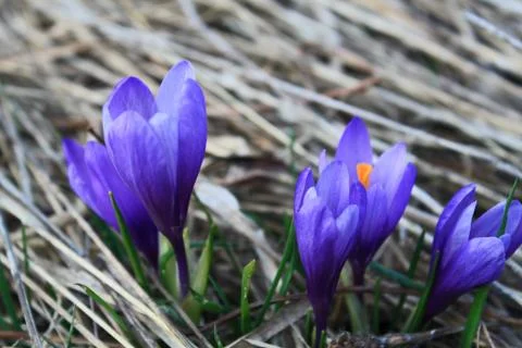 Meadow with blooming spring crocus Stock Photos