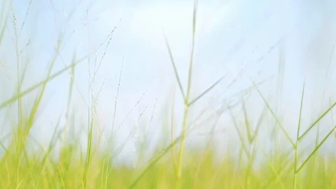 Meadow Blowing by Wind in Summer or Spring. Slow Motion Shot. Blue Sky as bac Stock Footage 106651228