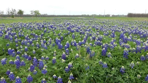 Meadow with bluebonnets. Stock Footage 106295468