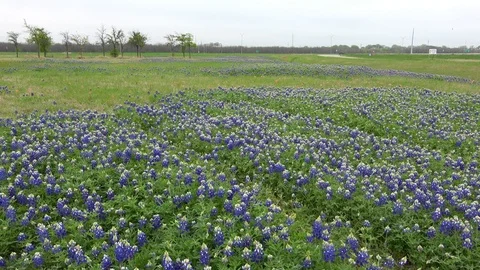 Meadow with bluebonnets. Stock Footage 106295566