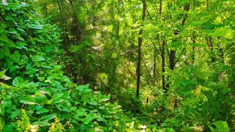 Meadow in the Breeze Stock Footage 296464386