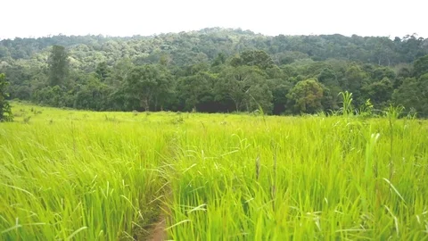 Meadow on bright day with wind flow. Stock Footage 80282753