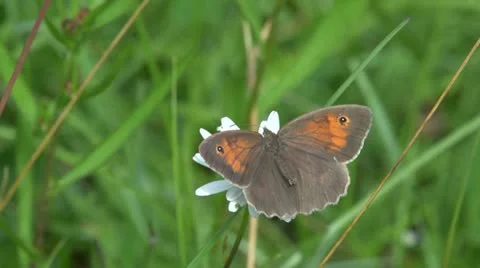 Meadow Brown butterfly Stock Footage 11434667