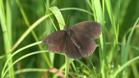 Meadow brown butterfly Stock Footage 250084209