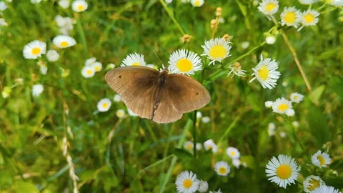 Meadow brown butterfly Video stock 296366841