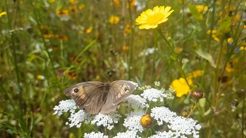 Meadow Brown Butterfly Slow Motion Stock Footage