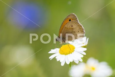 Meadow brown Maniola jurtina on flower of daisy Hesse Germany Europe Stock Photos