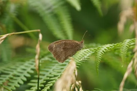 Meadow Brown Perching Stock Photos