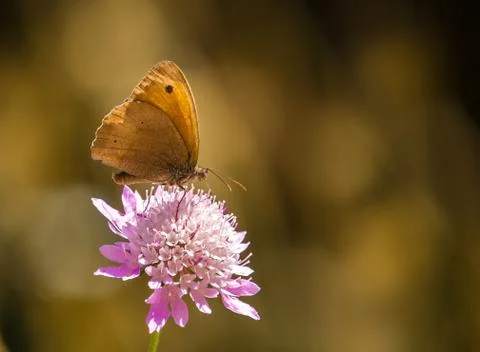 Meadow Brown Stock Photos