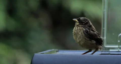 Meadow Bunting chicks Video stock 150172833