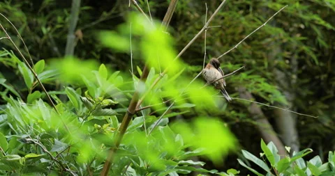 Meadow bunting Stock Footage 150174086
