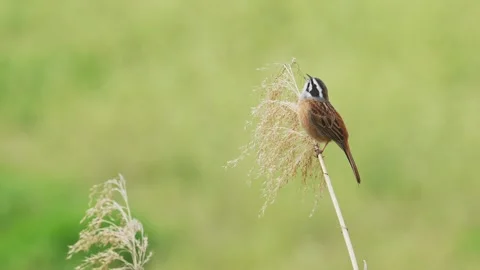 A Meadow bunting singing (with voice) Stock Footage 336545207