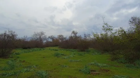 Meadow With Bushes Stock Footage 106504565