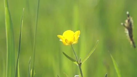 Meadow buttercup Stock Footage 37686286