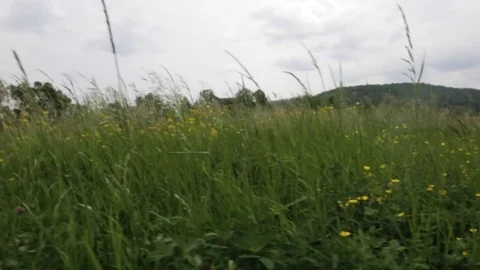 Meadow buttercup Stock Footage 85235212