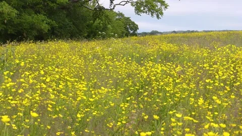 Meadow buttercups blowing in the wind Vídeos de archivo 276696343