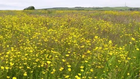 Meadow buttercups blowing in the wind Video stock 276696369