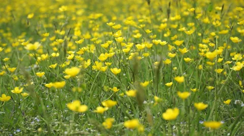 Meadow buttercups 스톡 동영상 54332199