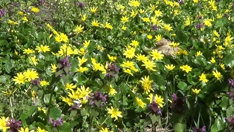 Meadow with buttercups Stock Footage 238941588