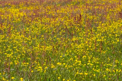 Meadow with Buttercups Stock Photos