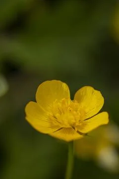 Meadow Buttercups Stock Photos