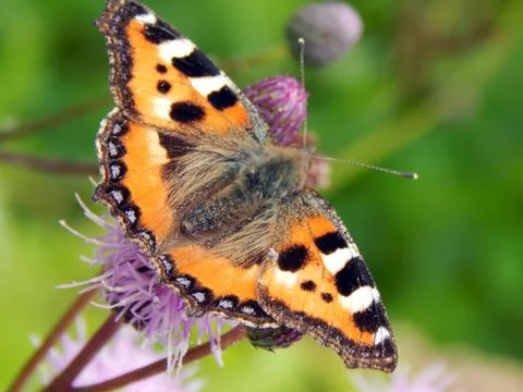 Meadow butterfly on a close-up burping flower Stock Photos