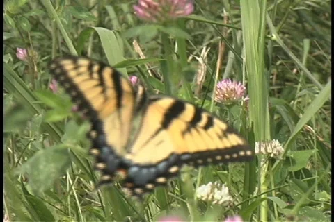 Meadow-butterfly Vídeo Stock 473559