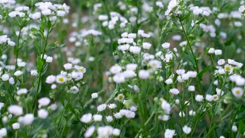 Meadow of camomiles Stock Footage 156856074