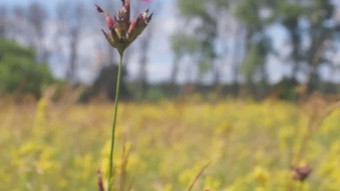 Meadow carnation, Ukraine 動画素材 77436414